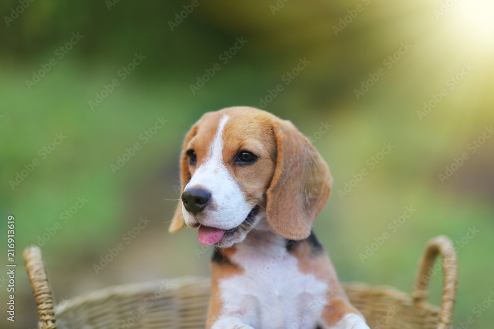 Beagle puppy in the rattan basket outdoor.