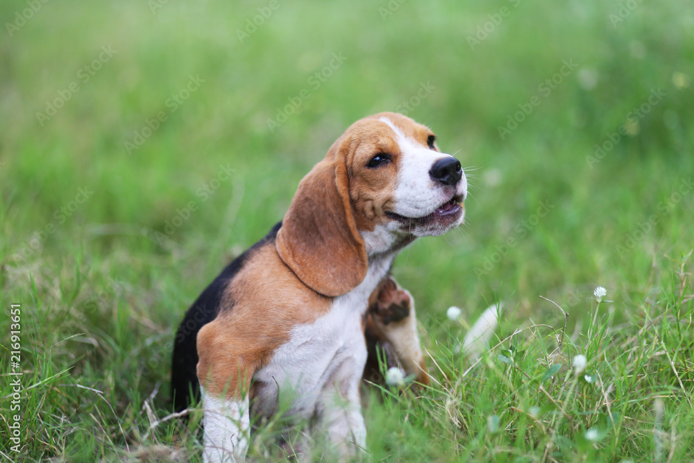 Beagle dog scratching body on green grass.