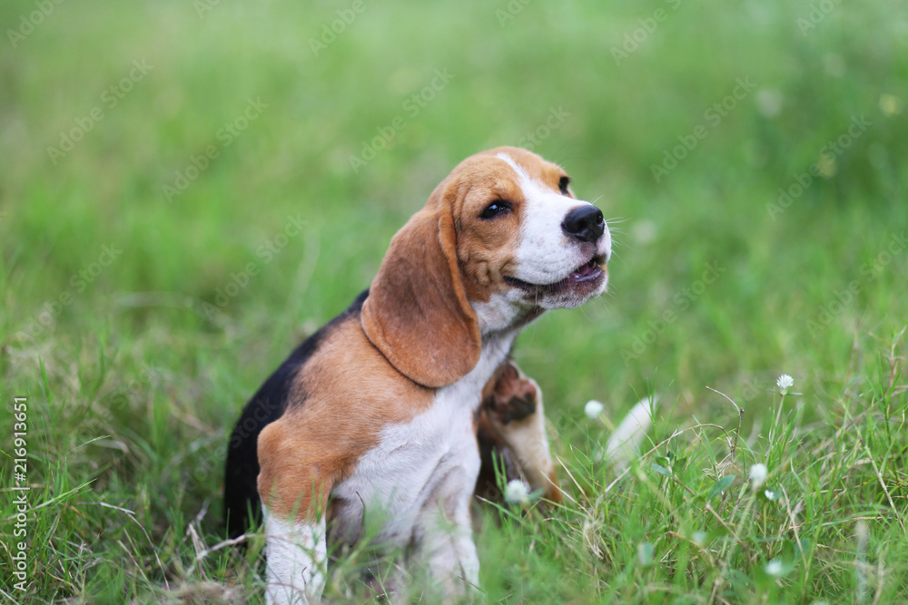 Beagle dog scratching body on green grass. Beagle dog scratching body on green grass.