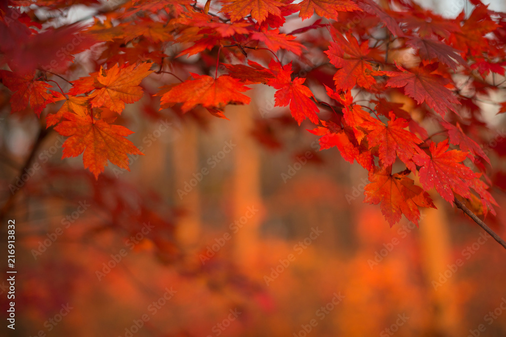 Red maple leaves border at autumn forest, blurred background. Season changing. A tree branch of maple, fall. Red maple leaves border at autumn forest, blurred background. Season changing. A tree branch of maple, fall.