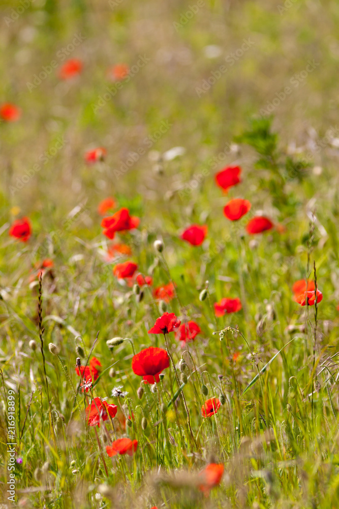 Poppies in a field in North  Devon on a sunny day