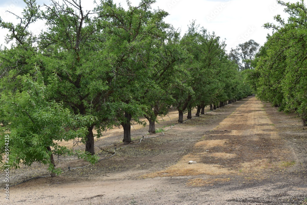 trees lined in peach orchard