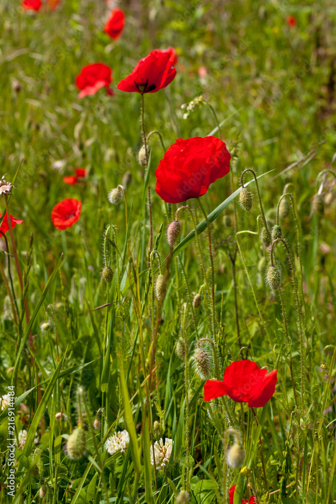 Obraz premium Maki na polu w słoneczny dzień w Devon