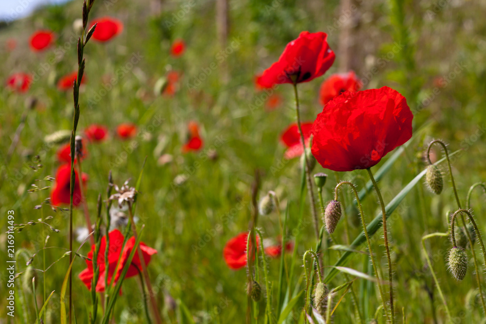 Poppies in a field on a sunny day in Devon