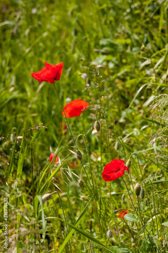 Poppies in a field on a sunny day in Devon
