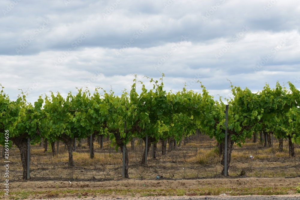 Wine vineyard with healthy grape vines