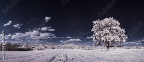 infrared photography - ir photo of landscape with tree under sky with clouds - the art of our world and plants in the infrared camera spectrum photo