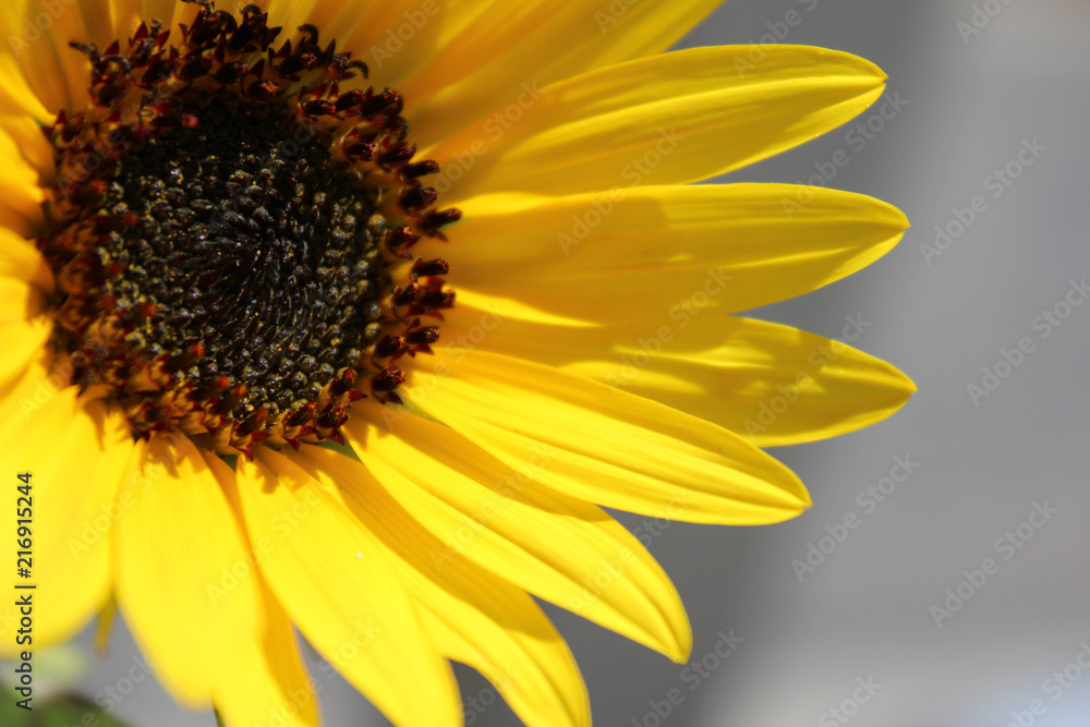 Obraz premium sunflower