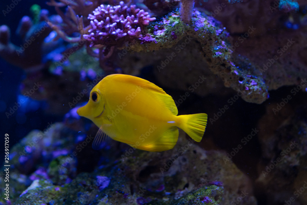 Obraz premium yellow tang close up