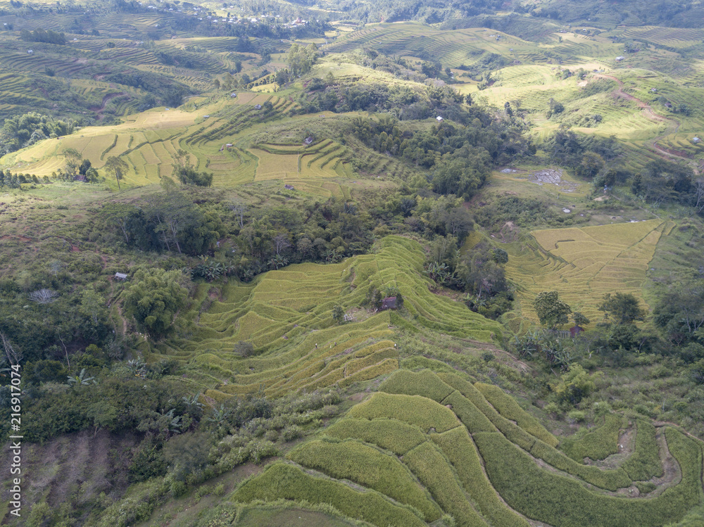 Aerial view looking down the hill of rice fields at the Golo Cador Rice Terraces in Ruteng on Flores, Indonesia.