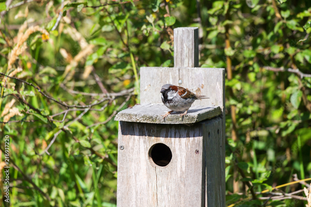 Male House Sparrow