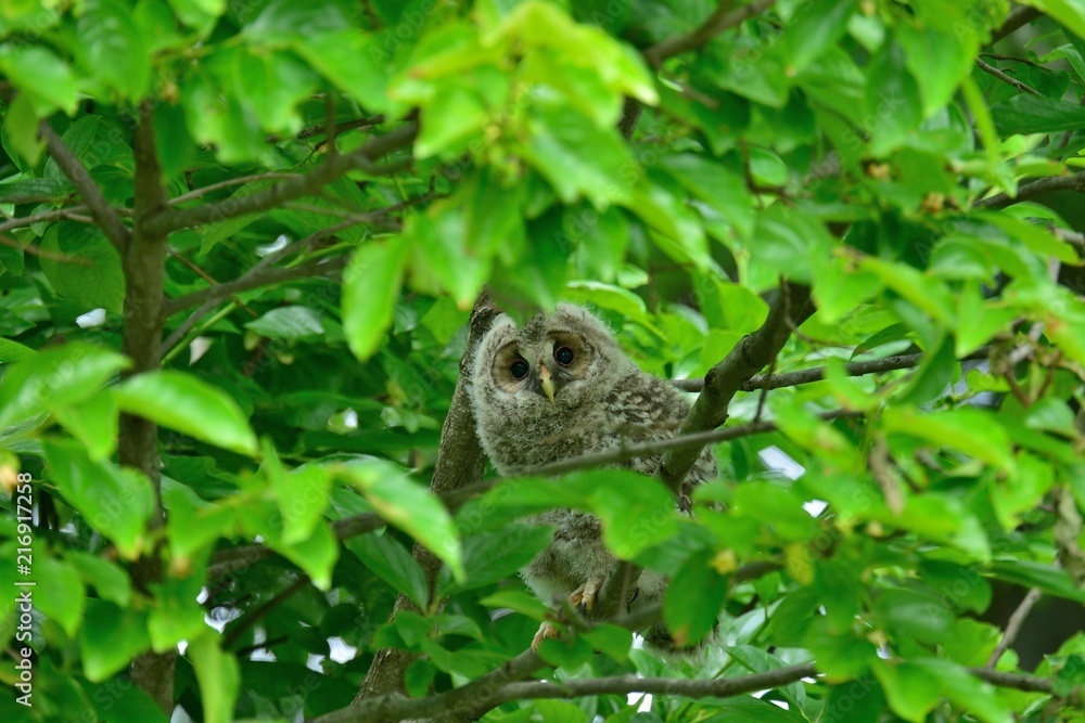 丸い目が可愛いフクロウの子供 Stock Photo Adobe Stock