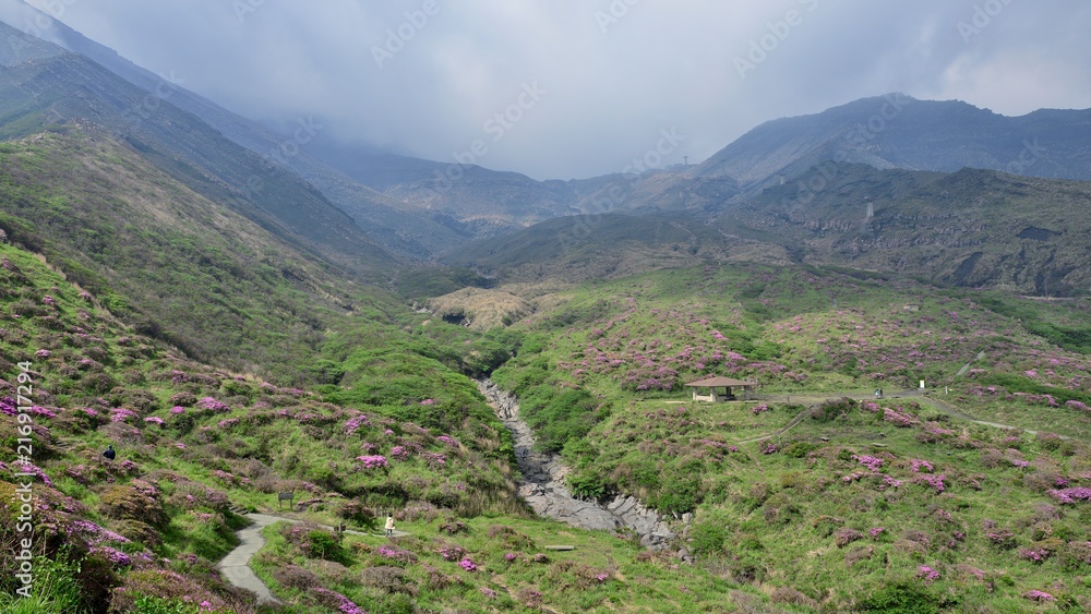Naklejka premium 阿蘇の山一面に咲くツツジの花