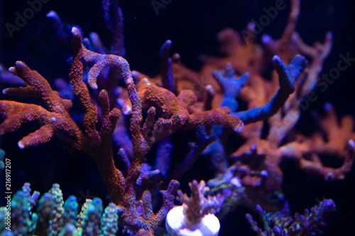 Fototapeta Naklejka Na Ścianę i Meble -  forest fire montipora sps coral on reef