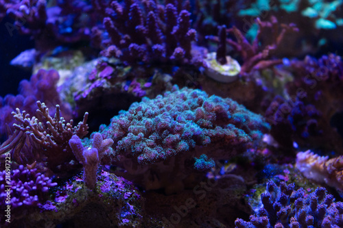  pocillopora coral on a reef