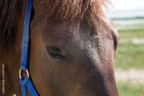Horse eye close-up