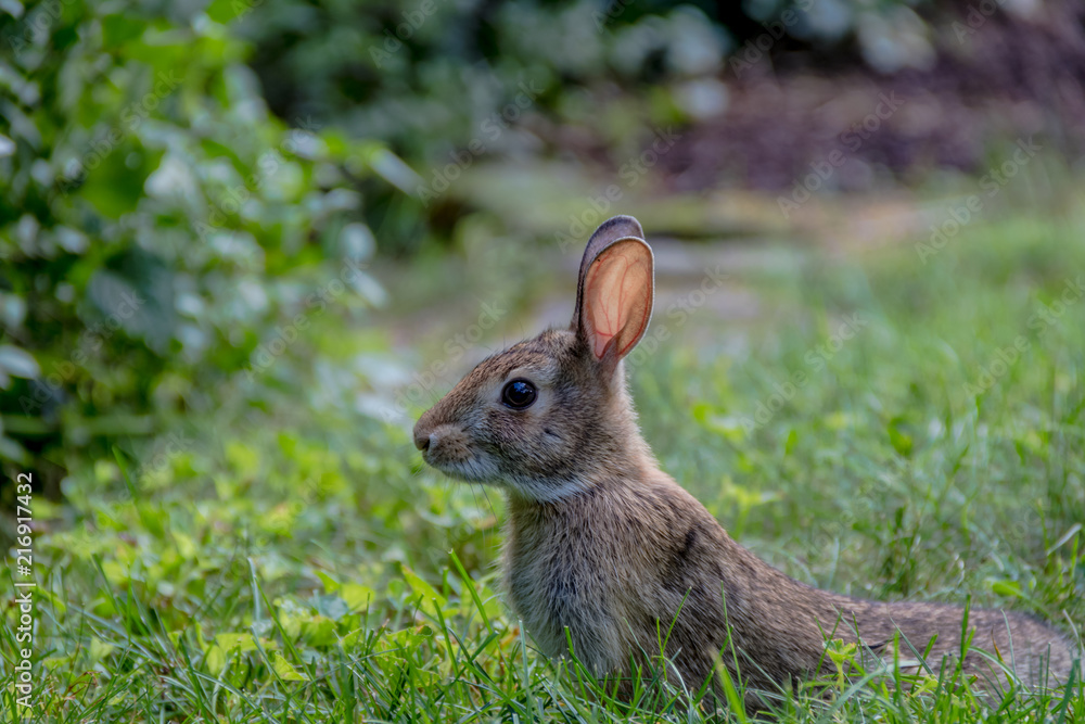 Fototapeta premium Small young Eastern Cottontail rabbit, Sylvilagus Floridanus, enjoys a snack in beautiful garden and lush green grass on a summer afternoon