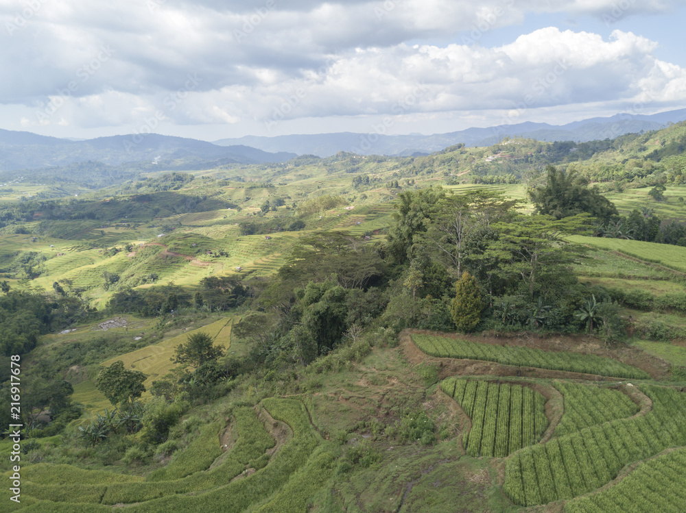 Aerial view of organic rice at the Golo Cador Rice Terraces in Ruteng on Flores, Indonesia.