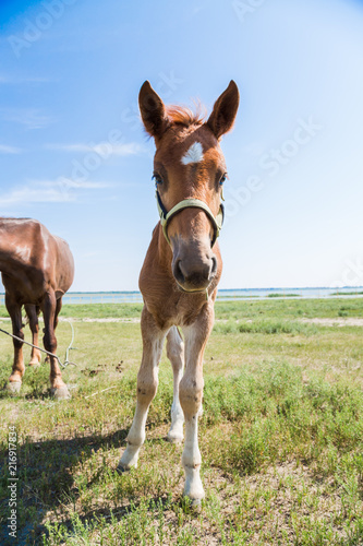 Closeup of young horse with blue sky © ddukang