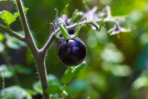 Wallpaper Mural Black Tomato Torontodigital.ca