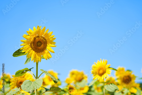 Fototapeta Naklejka Na Ścianę i Meble -  北竜町ひまわりの里のヒマワリ