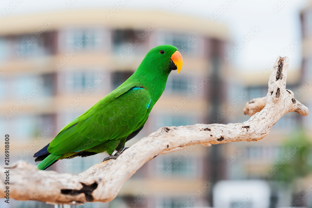 Obraz premium Green eclectus parrots.