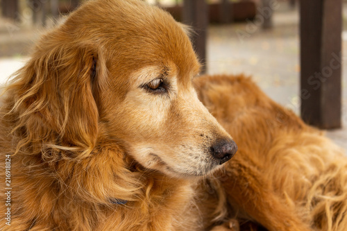 sad dog at floor