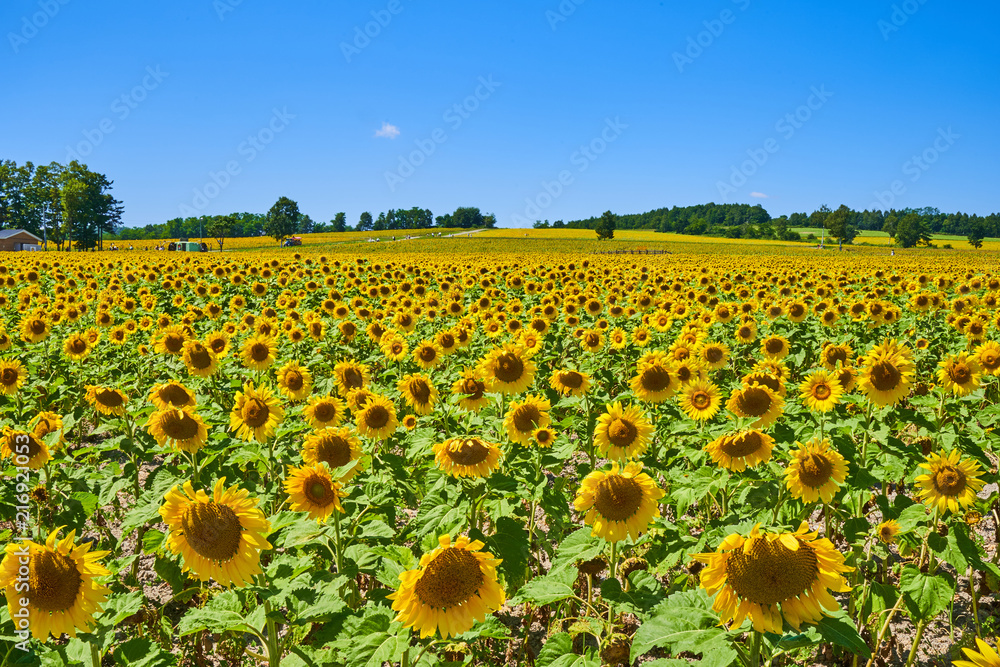 Naklejka premium 北竜町ひまわりの里のヒマワリ