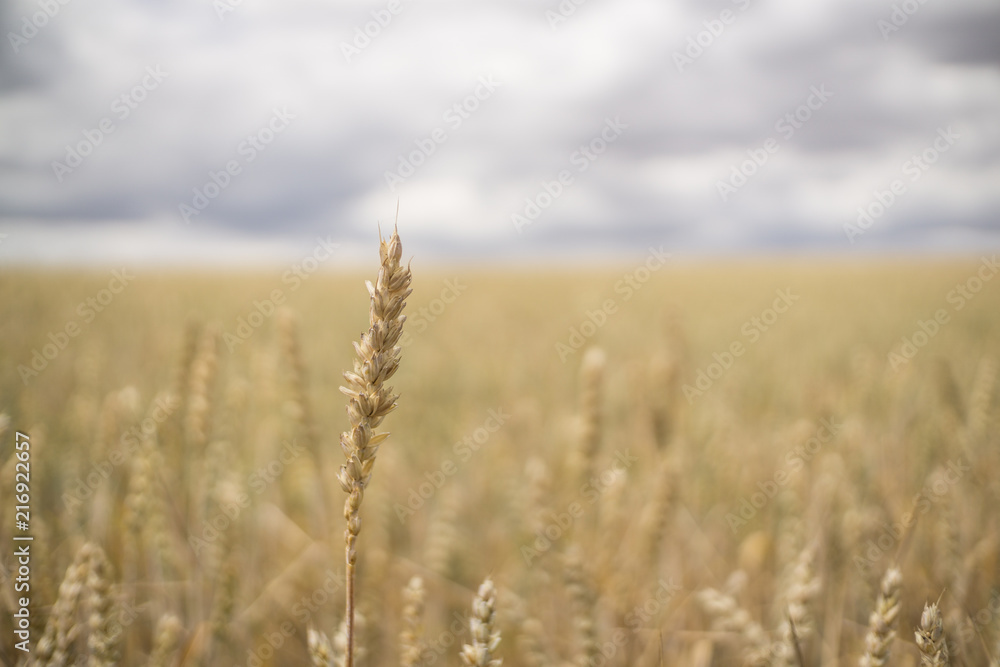 Landschaft im Sommer Landschaft im Sommer