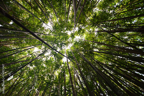 Looking up in a bamboo forest on Oahu  Hawaii