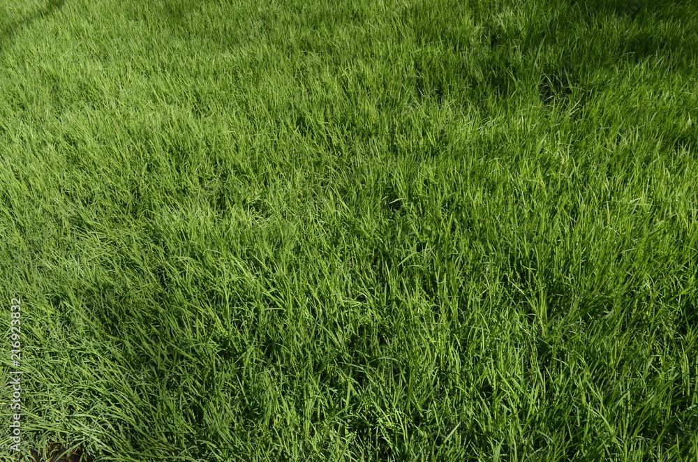 green grass green grass
