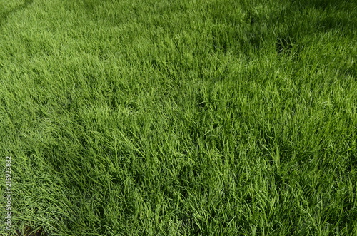 green grass © sergey