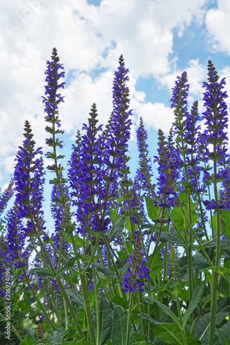 Midnight salvia flowers dance in the wind on a summer day in the early morning