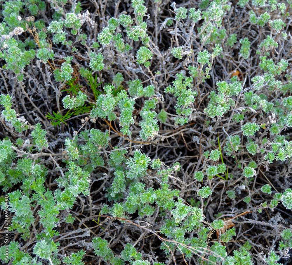 Alaska Wild Flowers and Plants Alaska Wild Flowers and Plants