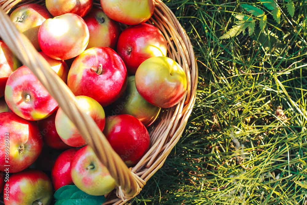 Apples in basket on grass. August, fall harvest, apple picking concept. Orchard, gardening, vegan food Apples in basket on grass. August, fall harvest, apple picking concept. Orchard, gardening, vegan food