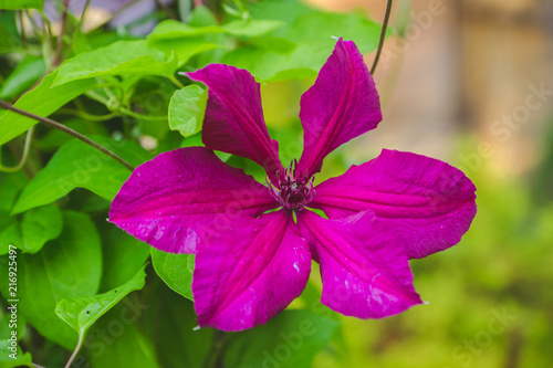 Blooming clematis in the garden. Selective focus. Shallow depth of field.
