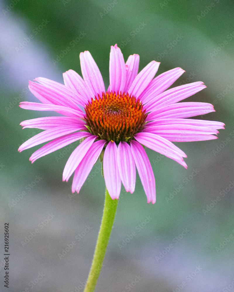 Fototapeta premium Pink Daisy
