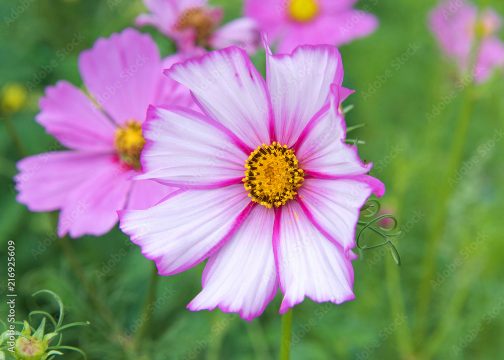 Close up on one bright pink, white and yellow flower with green background. Beautiful bokeh. Close up on one bright pink, white and yellow flower with green background. Beautiful bokeh.
