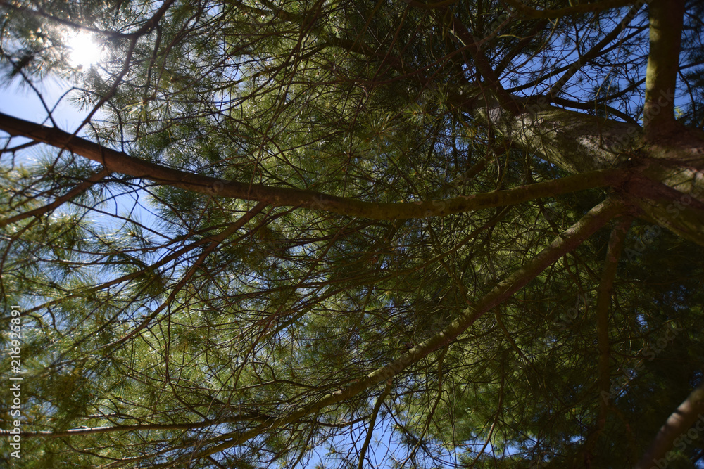 Fototapeta premium Pine borovice