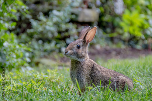 Small young Eastern Cottontail rabbit, Sylvilagus Floridanus, enjoys a snack in beautiful garden and lush green grass on a summer afternoon
