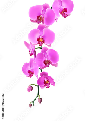 Pink purple orchids flowers hang down in branch isolated on white background. Vector illustration of realistic orchids flowers hang from top to bottom.