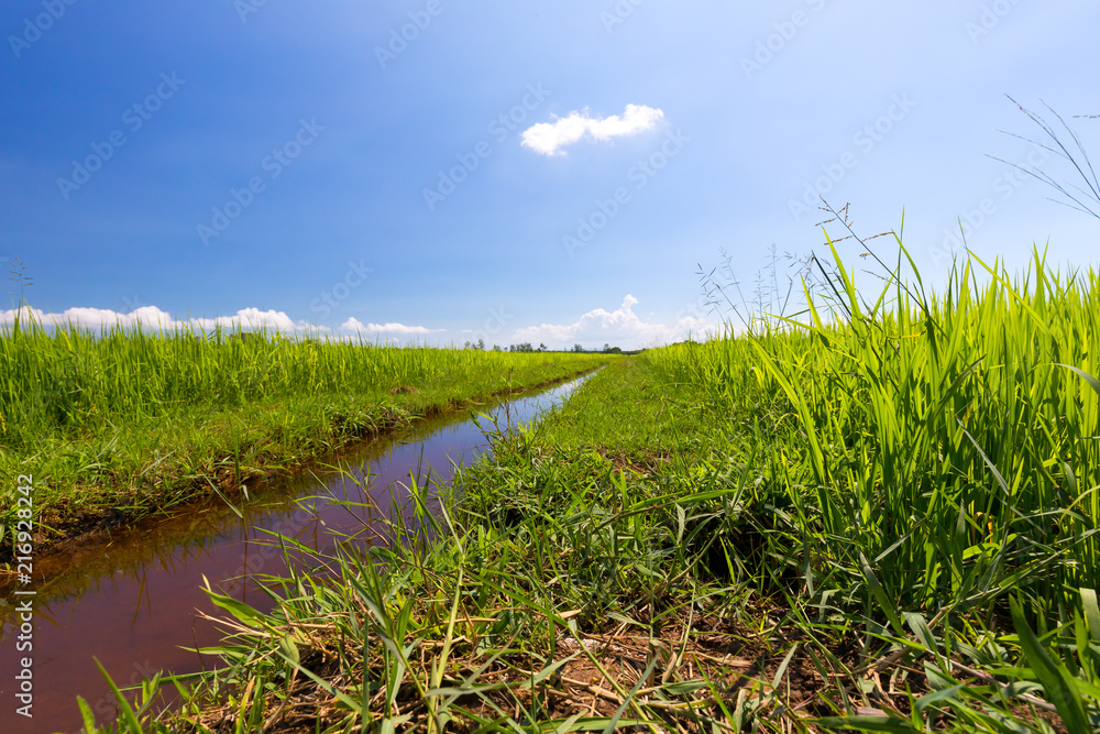 Obraz premium Green fields and blue skies, beautiful and bright.