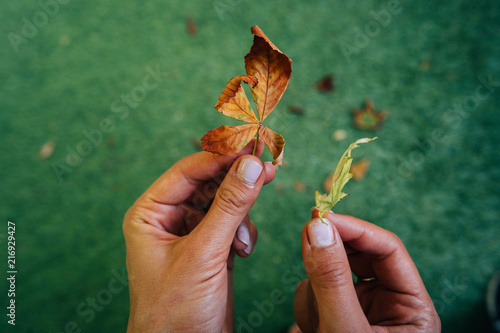 Woman holding two yellow autumn leaves in hands. photo