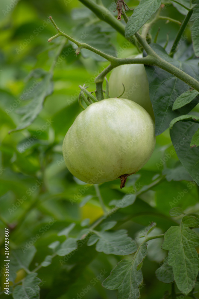 Green Tomatoes in Garden Green Tomatoes in Garden