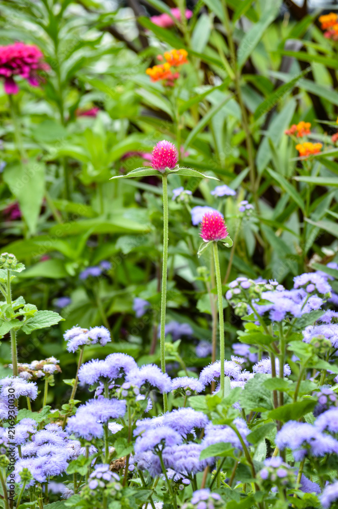 Whimsical Garden Whimsical Garden
