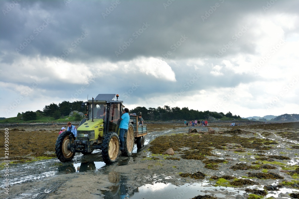 Tracteur qui transporte des personnes sur l'île Saint-Gildas en Bretagne à l'occasion de la fête du baptême de chevaux - obrazy, fototapety, plakaty 