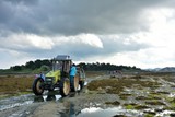 Tracteur qui transporte des personnes sur l'île Saint-Gildas en Bretagne à l'occasion de la fête du baptême de chevaux