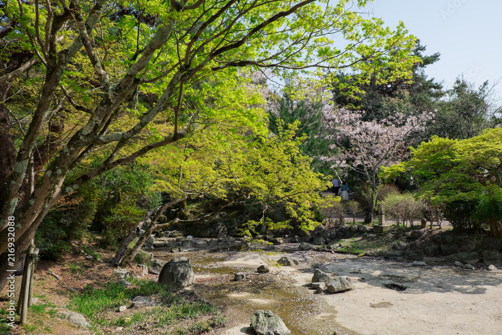 Beautiful garden near Yasaka jinja in Kyoto,  Japan. Sakura trees bloom in hanami season among young green leaves of April trees