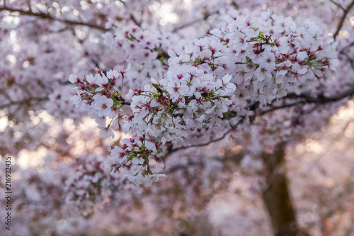 A branch of a Sakura tree in its full bloom during hanami in Kyoto, Japan © Antonina Polushkina
