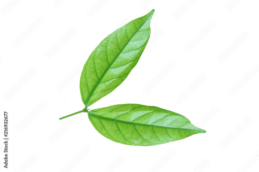 Green leaf isolated on a white background with clipping path. Water jasmine leaf close up. photo. nature Green leaf isolated on a white background with clipping path. Water jasmine leaf close up. photo. nature